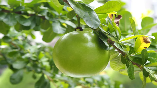 6 Manfaat Buah Berenuk untuk Kesehatan